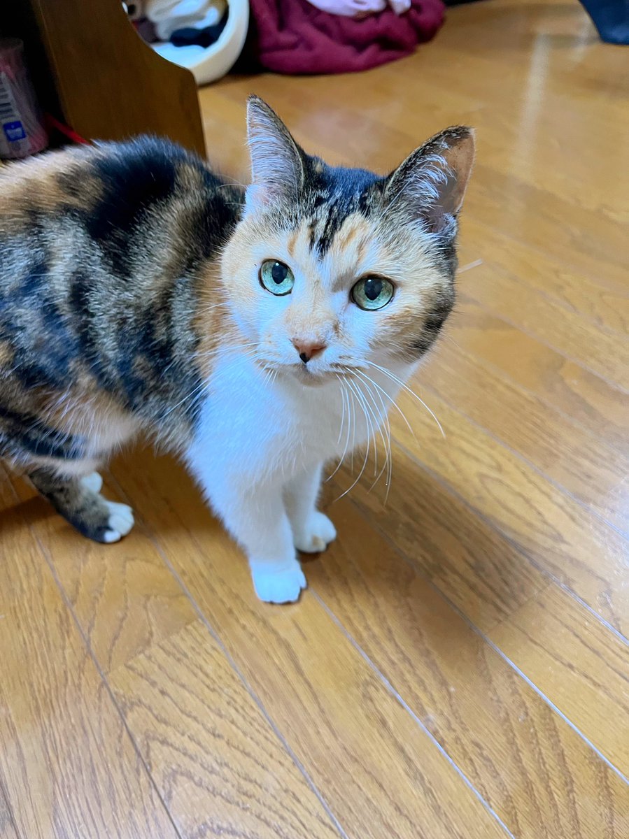 Post by あめちゃん🐱 on X: 🐱