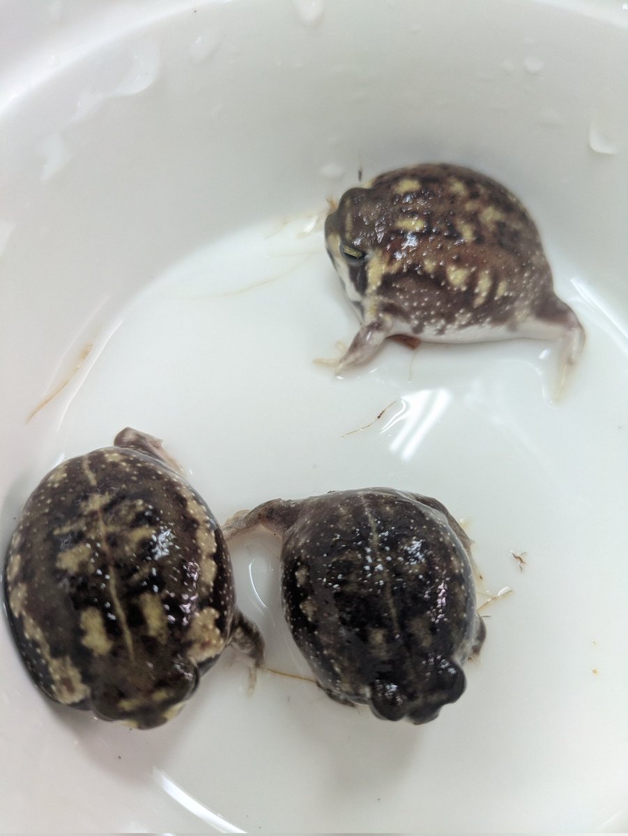 ももれおん😺 (@momoleon2357) / Posts / X