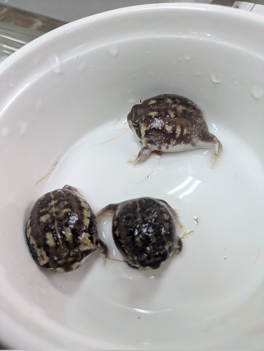 ももれおんページ ももれおん😺 (@momoleon2357) / Posts / X