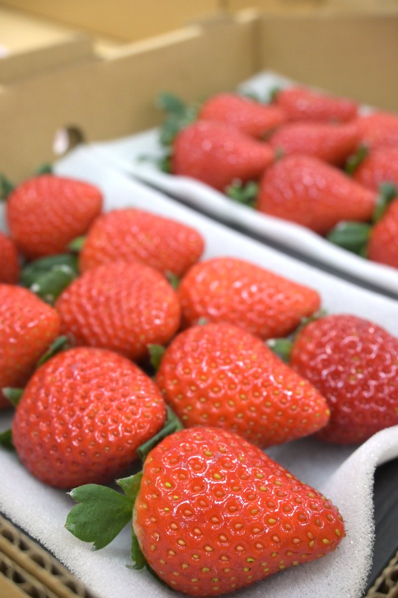 三重県内各産地では #いちご の出荷が最盛期!🍓 本日、県産いちごの