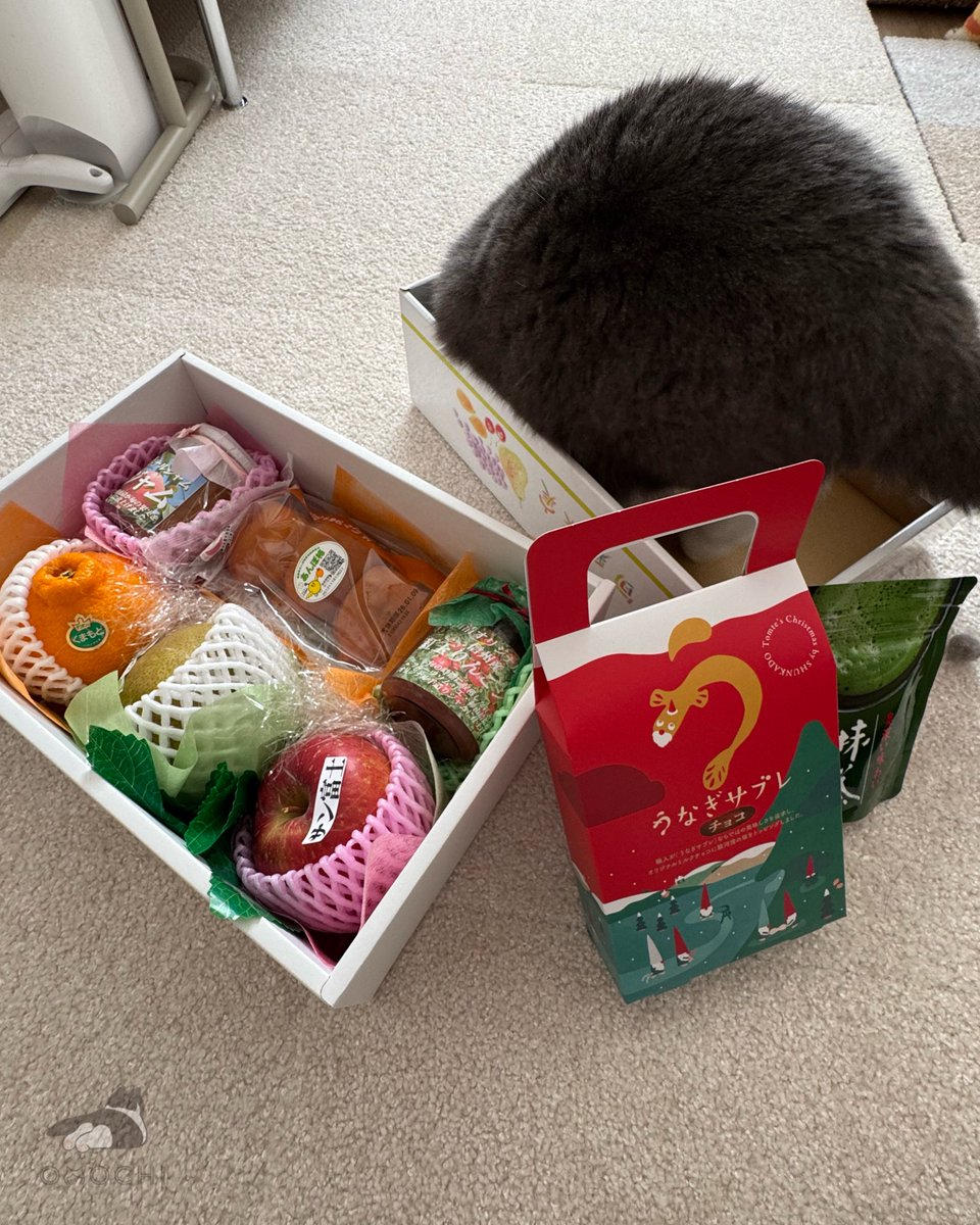 おもち (@omochiomoching) / Posts / X