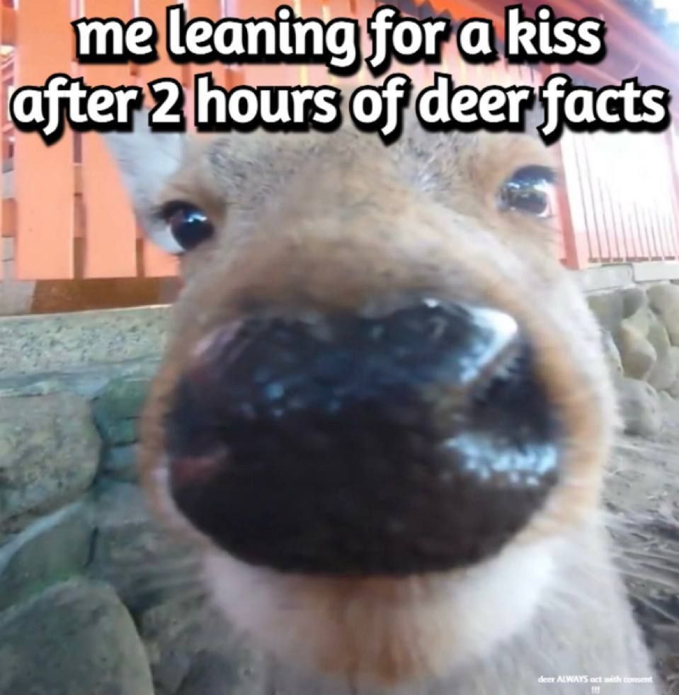 Deer in Places they Shouldn't Be tweet media