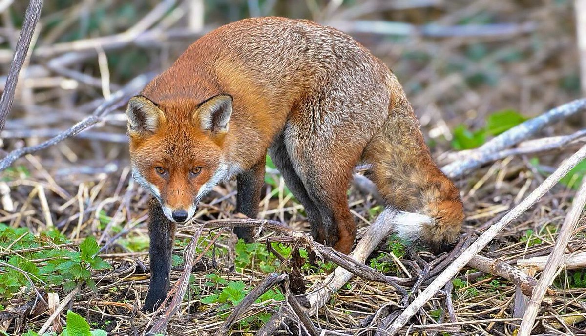 Chris Packham tweet media