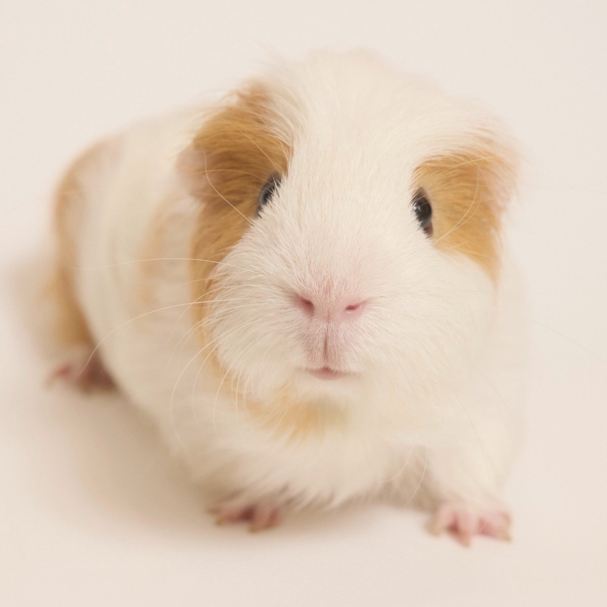 間瀬佑一｜小動物メディア編集長 tweet media