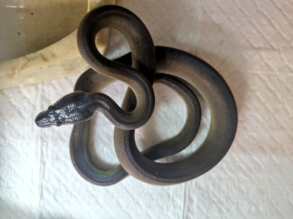 ももれおん😺 (@momoleon2357) / Posts / X