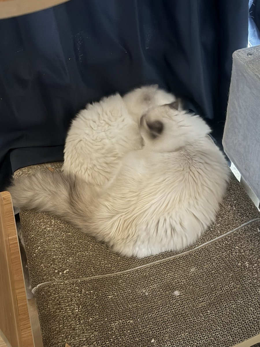 きのぴー きのぴー (@kinopi_inclue) / Posts / X