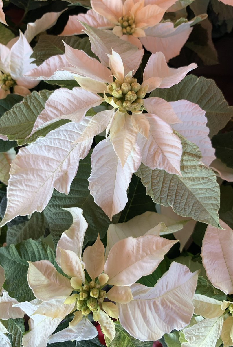 あっひゃん (@gp8U5FmBvzYtiHp) / Posts / X