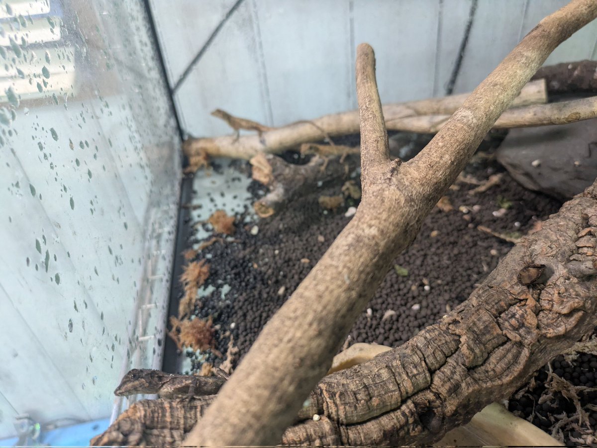 ももれおん😺 (@momoleon2357) / Posts / X