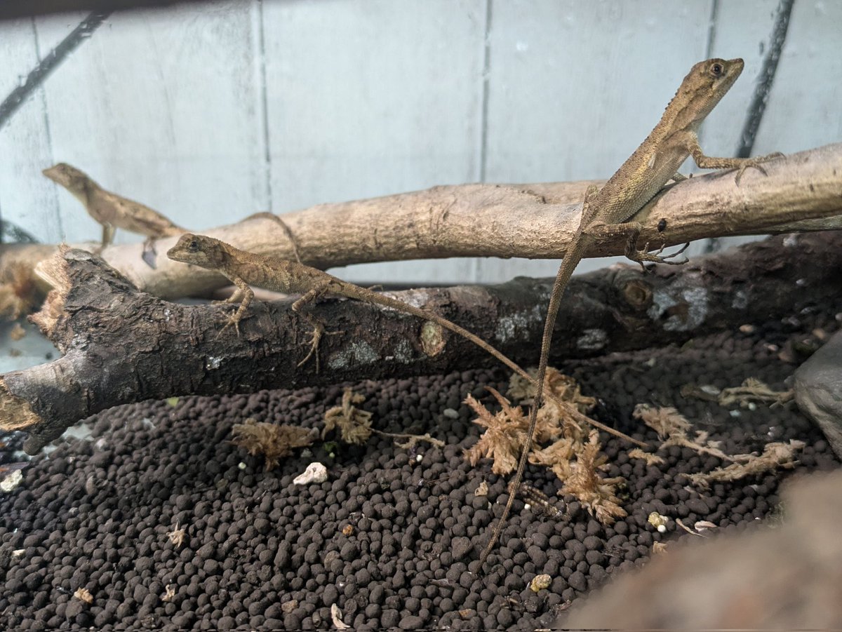 ももれおん😺 (@momoleon2357) / Posts / X