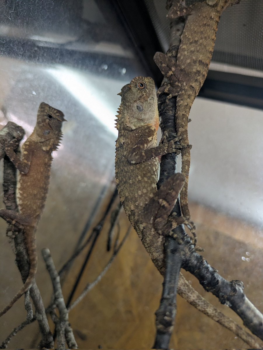 ももれおんページ ももれおん😺 (@momoleon2357) / Posts / X