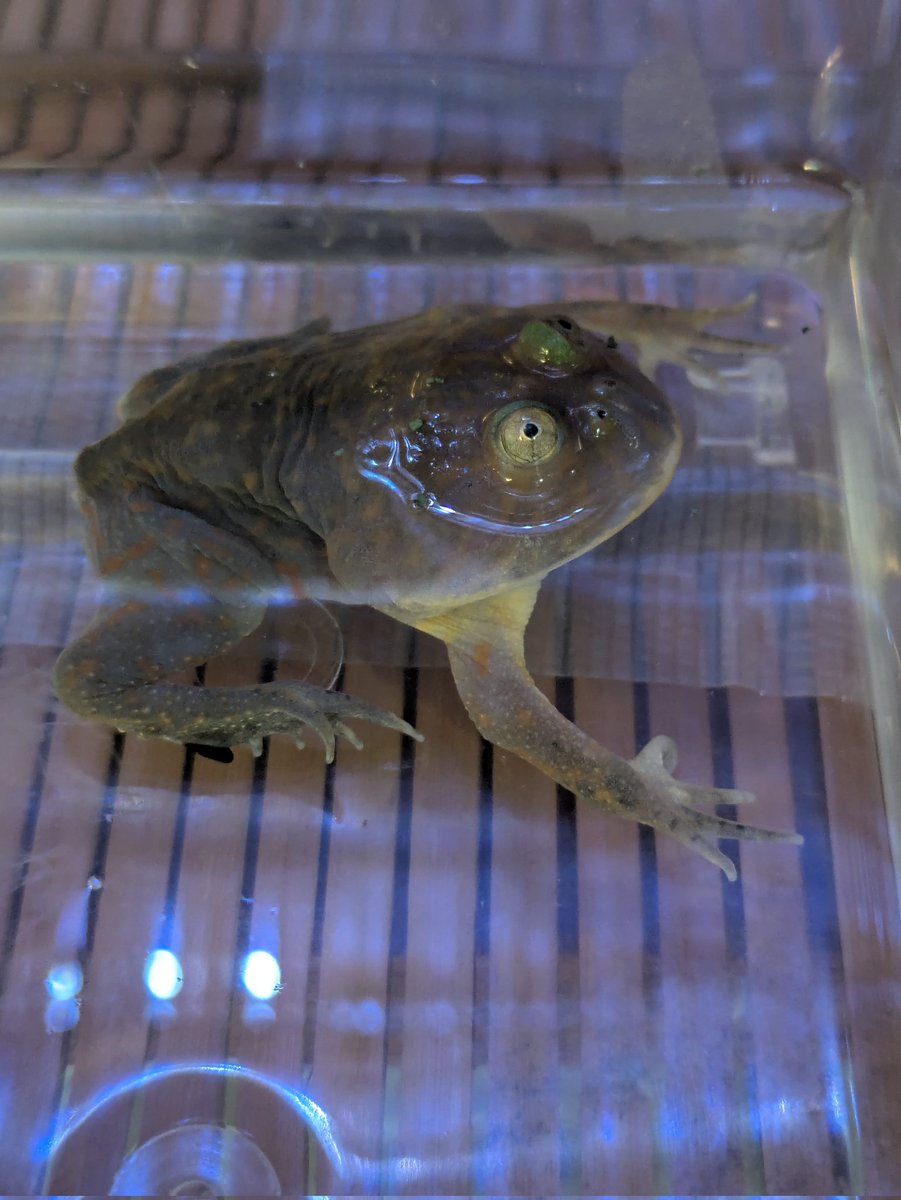 ももれおん😺 (@momoleon2357) / Posts / X