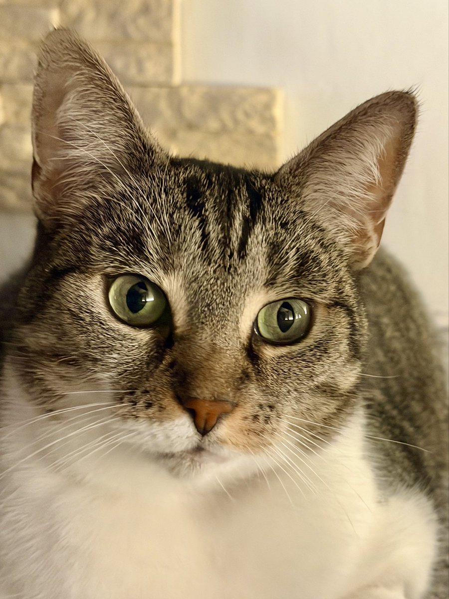 Einzelprinzessin Mia sucht ihr Zuhause für immer. 
Vier Jahre alt (4.4.2021), sehr liebes Wesen. 
Nur mit anderen Katzen kann sie leider gar nicht. 
Sie lebt in Hemer, NRW. 
<a href="/EvilDevilMoni/">EvilDevil Moni</a> 
#followerpower #cats #fuerdieChance #Nordstadtkatzen 
#4everhome
#zuhausegesucht