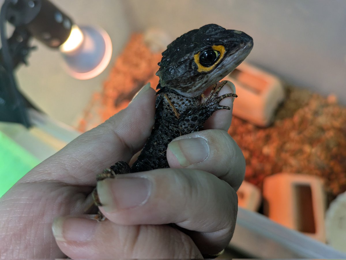 ももれおんページ ももれおん😺 (@momoleon2357) / Posts / X