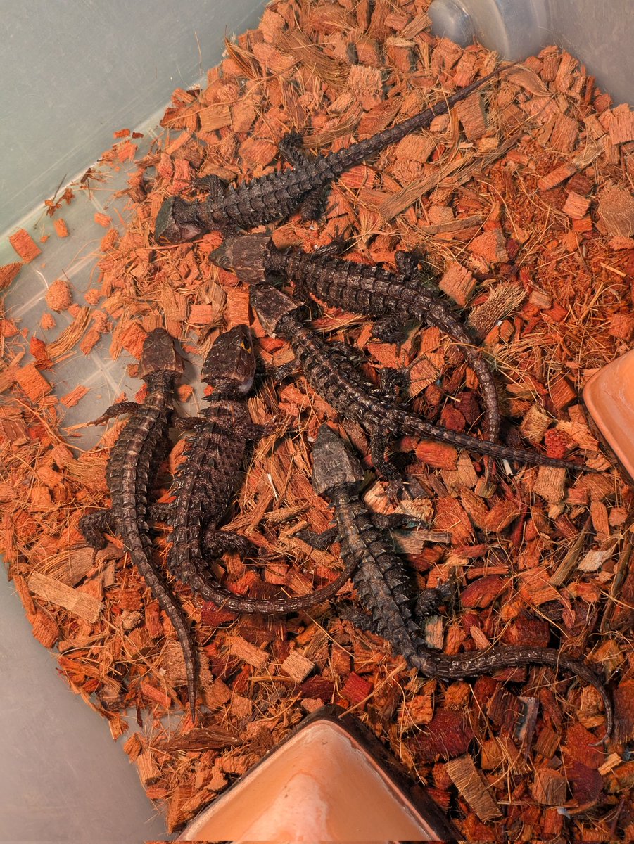 ももれおん😺 (@momoleon2357) / Posts / X