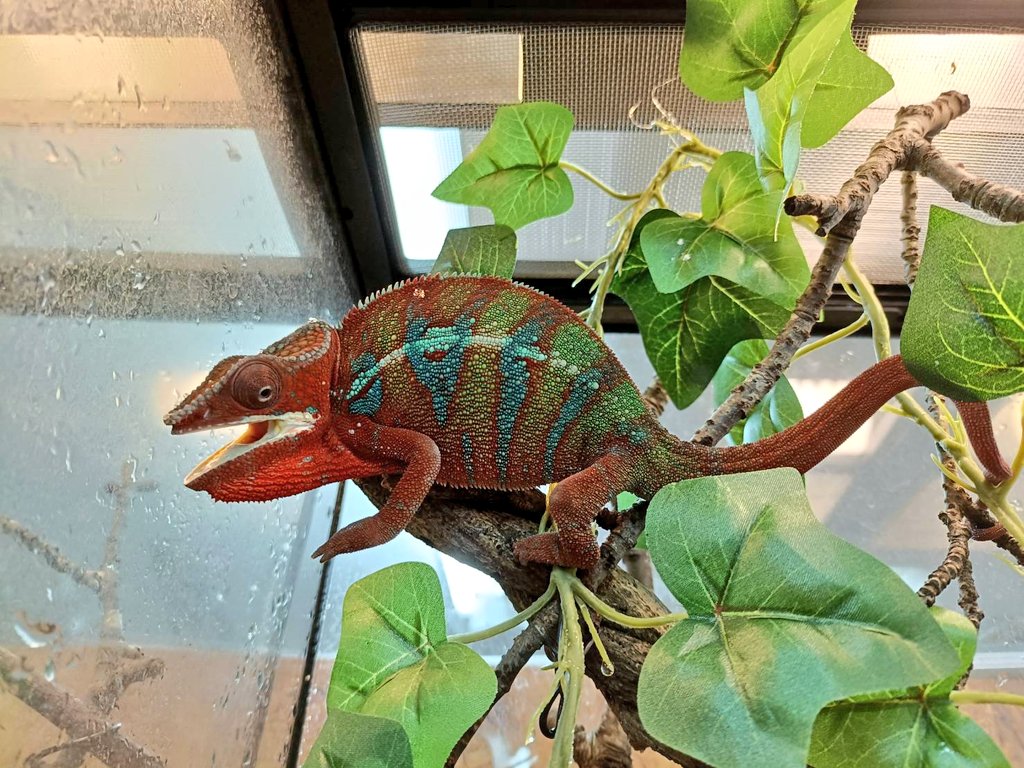 ももれおんページ ももれおん😺 (@momoleon2357) / Posts / X