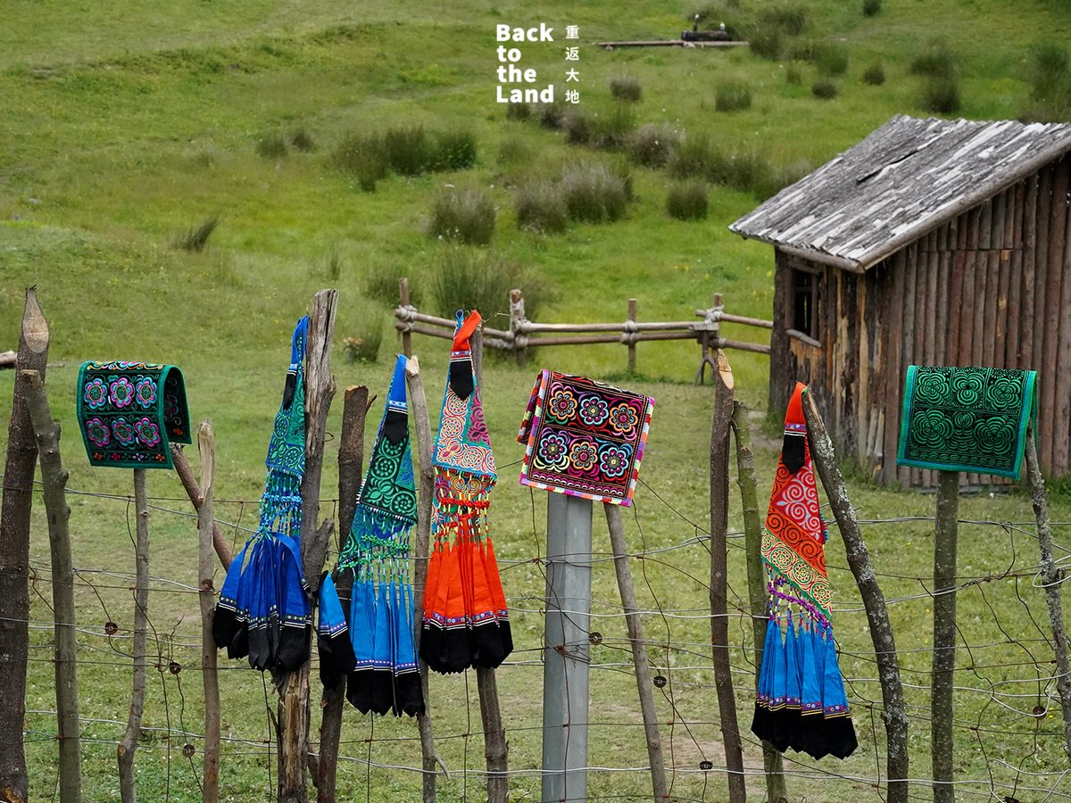 Language Video tweet media