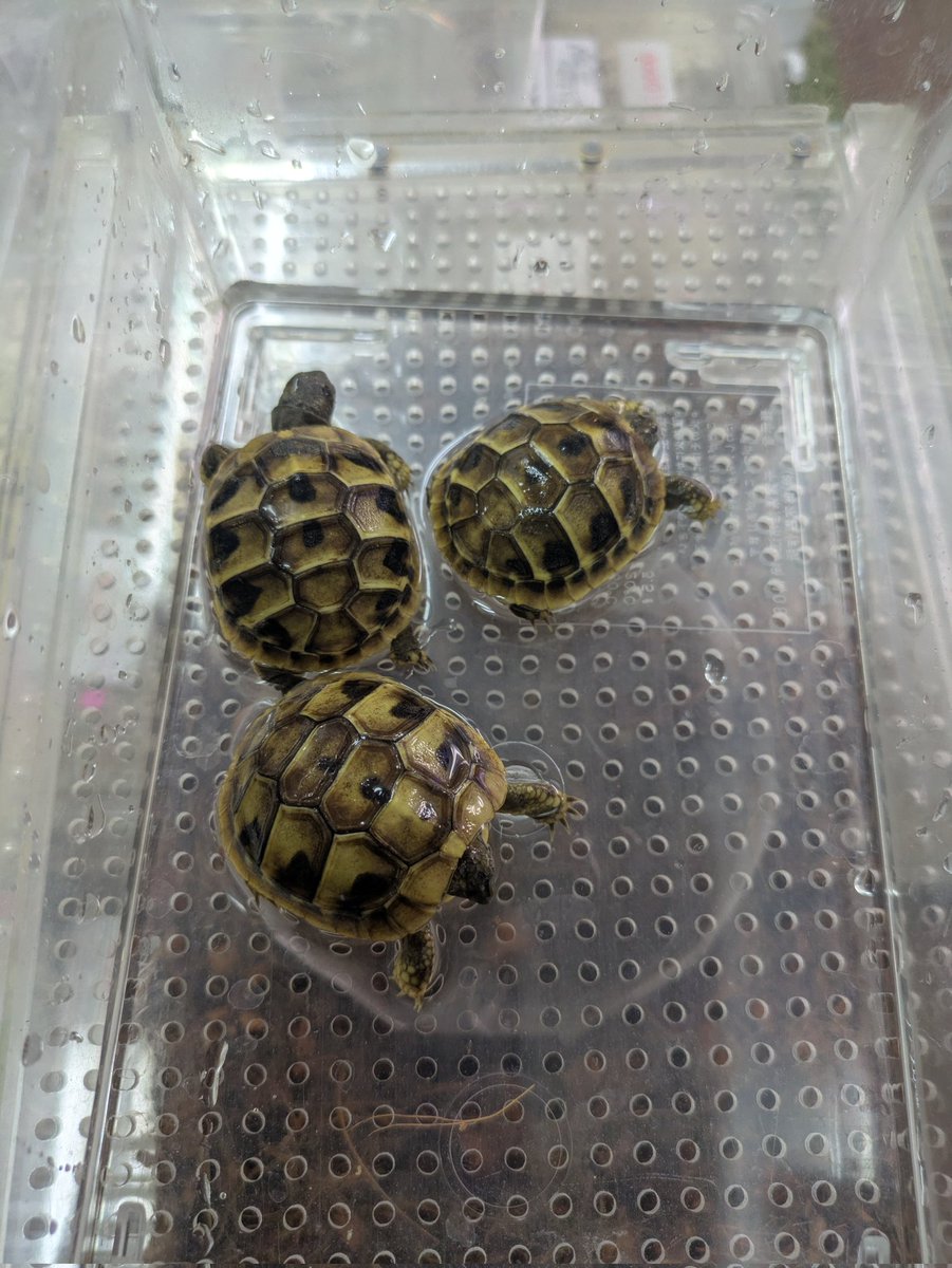 ももれおん😺 (@momoleon2357) / Posts / X