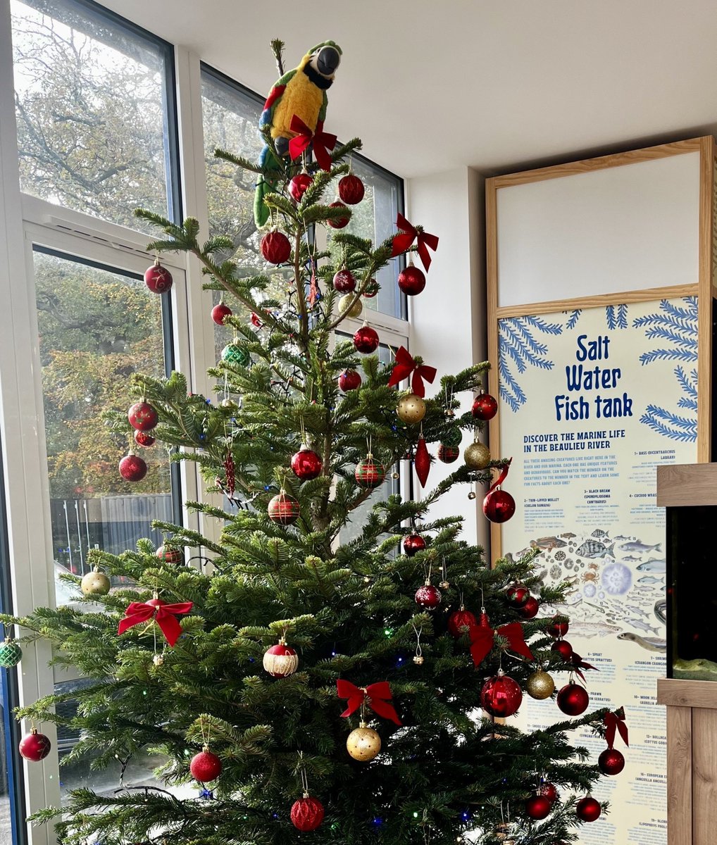 Merry Christmas from the Beaulieu River team and our pet parrot Miguel . . . who of course gains the honour of topping our Christmas tree!