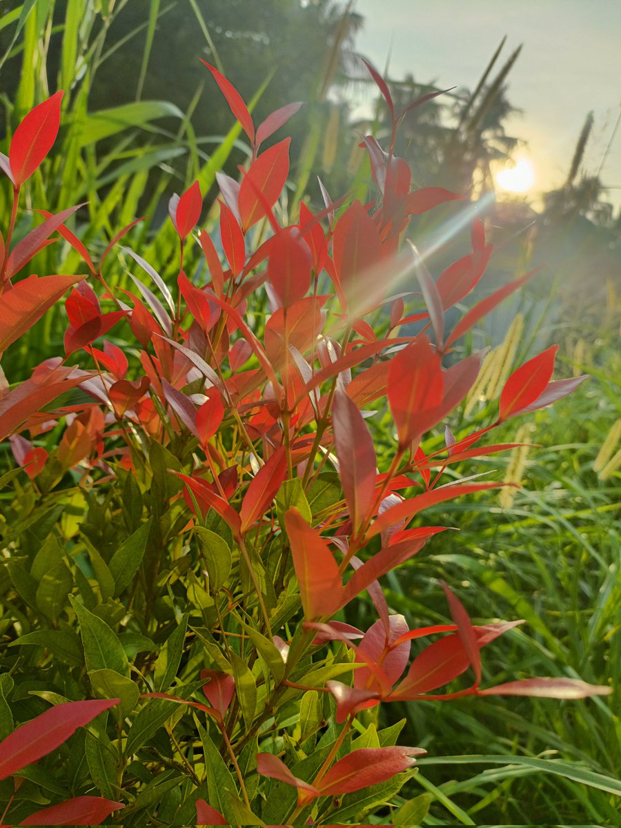 DDpinky3's tweet photo. Sunset ❣️
#NatureLovers #BeautyWithoutLimits #TrendingNow #viralvideo #TVK #photooftheday #photography #red #grass #greenworld #like4like #Share #follow #plants #ThalapathyVijay #NatureIsMagic #twitterlive https://t.co/M8nxjO1A7M