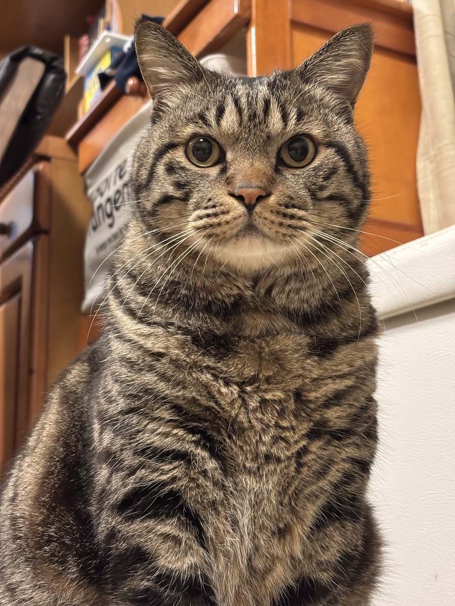 きじとら キジトラ虎三郎 (@TH82624015) / Posts / X