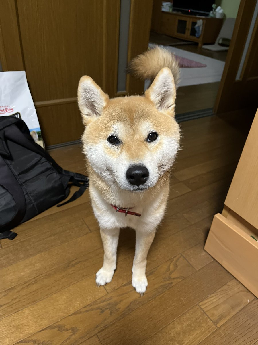 柴犬こめ1歳 (@shibainukome) / Posts and Replies / X