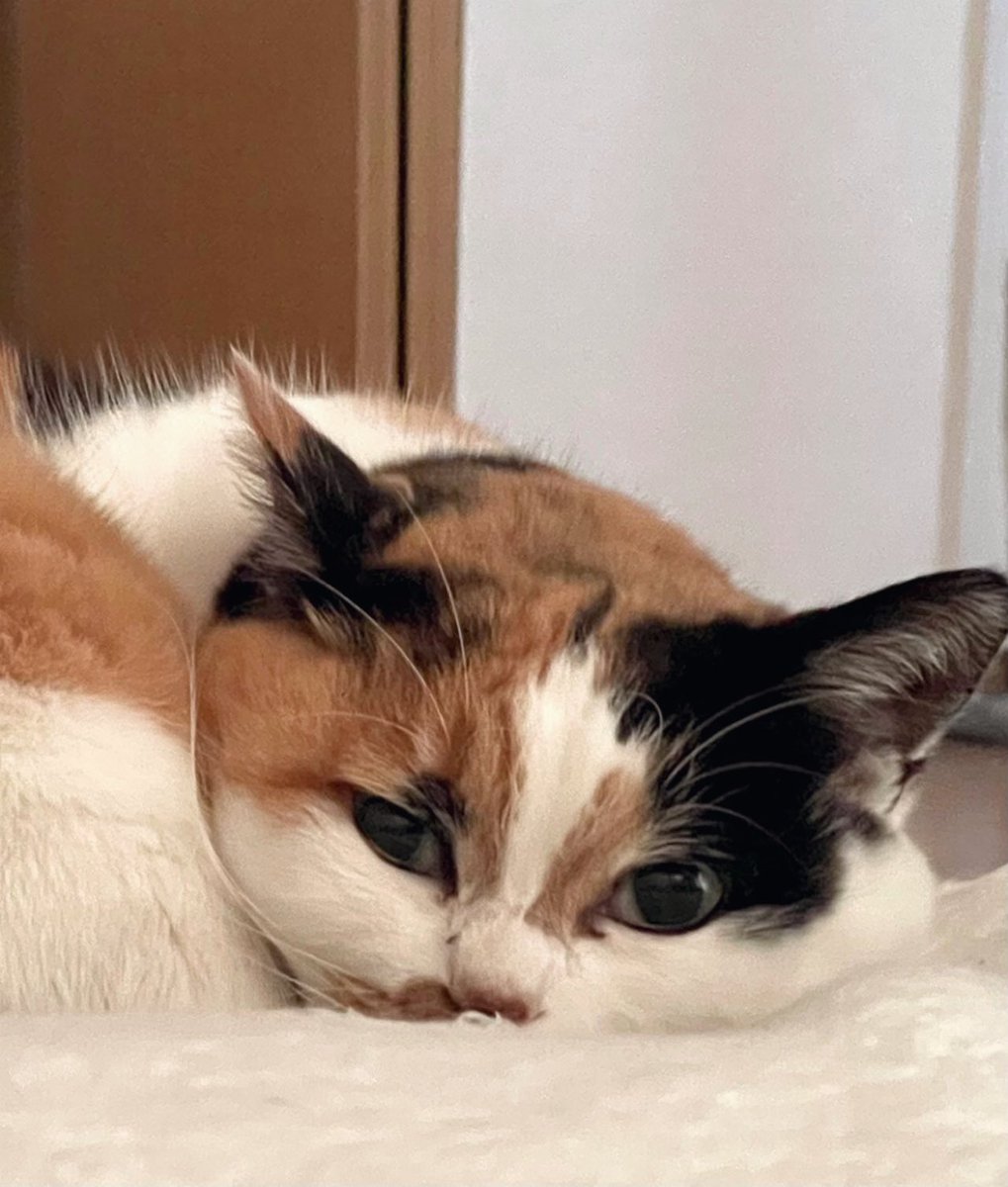 にゃんころもち (@sakura_nyancolo) / Posts / X