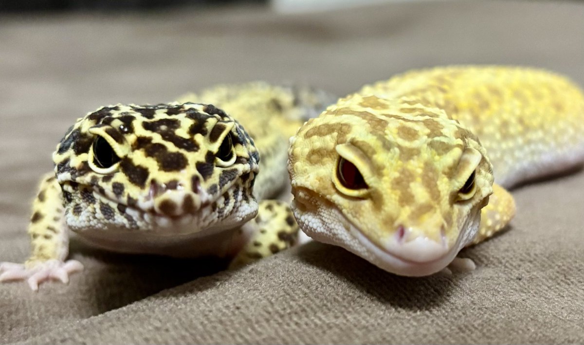 左　ヨルムン♀  
右　うこん♀

可愛いレオパ女子達😍

飼い主、昨日は忘年会の幹事を楽しくやり遂げました(°▽°)🍻

元は飲食店従業員だった経験がこんな時に役立ったりするものです

#ヒョウモントカゲモドキ
#レオパードゲッコー