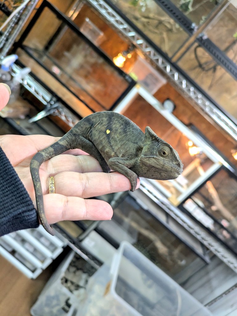 ももれおんページ ももれおん😺 (@momoleon2357) / Posts / X