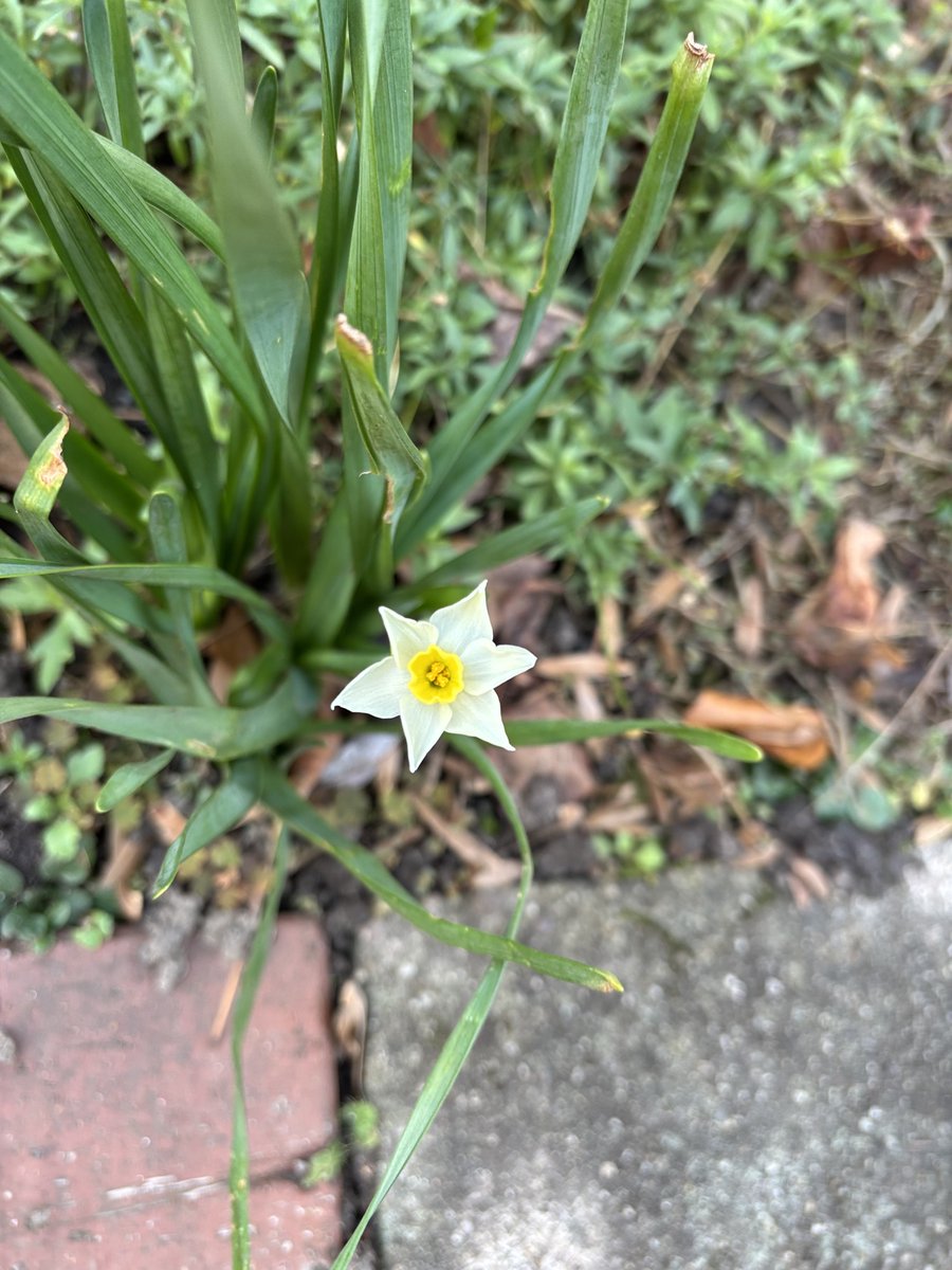 Mein Garten hat schon Frühlingsgefühle 🤩