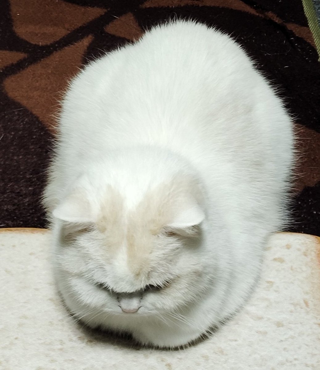 福ちゃん (@fukuchanwhite) on X