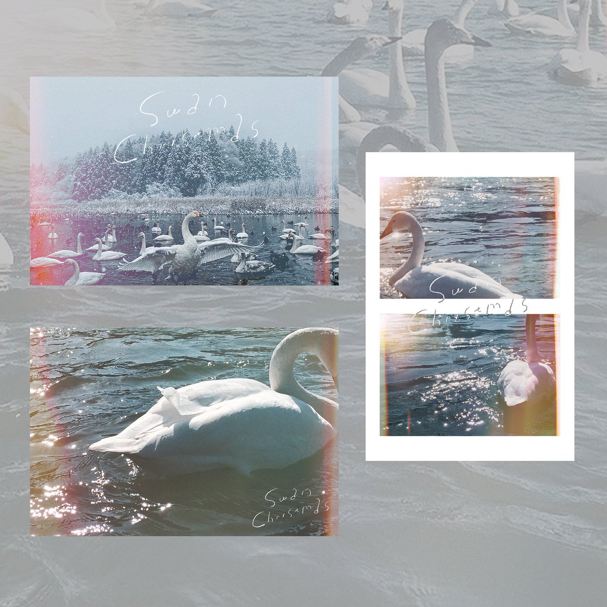 Swan Christmas 🦢 再販のお知らせ】 12月19日 20:00 - 12月31日 23:59