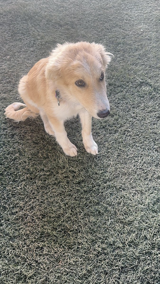 הנה סיפור שיחמם לכם קצת את הלב, זה בגי לפני 3 שבועות מילואימניקים מצאו אותו בתוך שק על מריצה כשילדים סורים רצים איתה. הם עצרו את הרכב אמרו להם לפתוח את השק וראו את בגי בפנים, לקחו אותו למוצב שלהם חיסנו אותו והאכילו אותו ועכשיו הוא עובר לגור בישראל עם בעלים חדשים ואוהבים ❤️