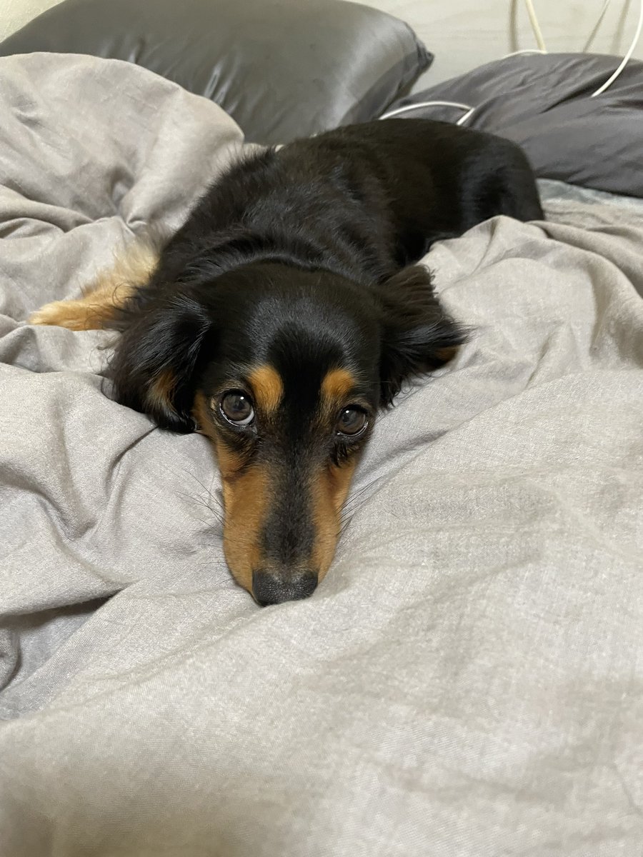 ロイくん🐶Mダックス♂ (@roiroi_reon02) / Posts / X