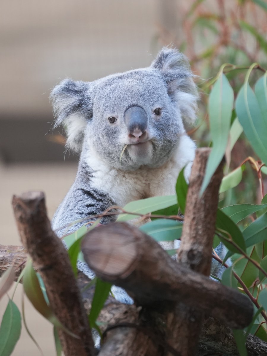 koala_totoi (@koala_totoi) / Posts / X