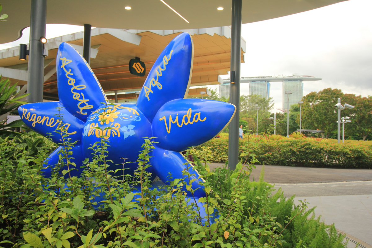 agarcialopezl's tweet image. En @GardensbytheBay develé la escultura “Axolotl: El Espíritu del Agua”, del colectivo de artistas @somos_axolotl. La obra promueve la protección del #Ajolote, especie endémica 🇲🇽 y nativa del antiguo sistema lacustre de Tenochtitlan.

Visítala en la Sustainability Gallery.
