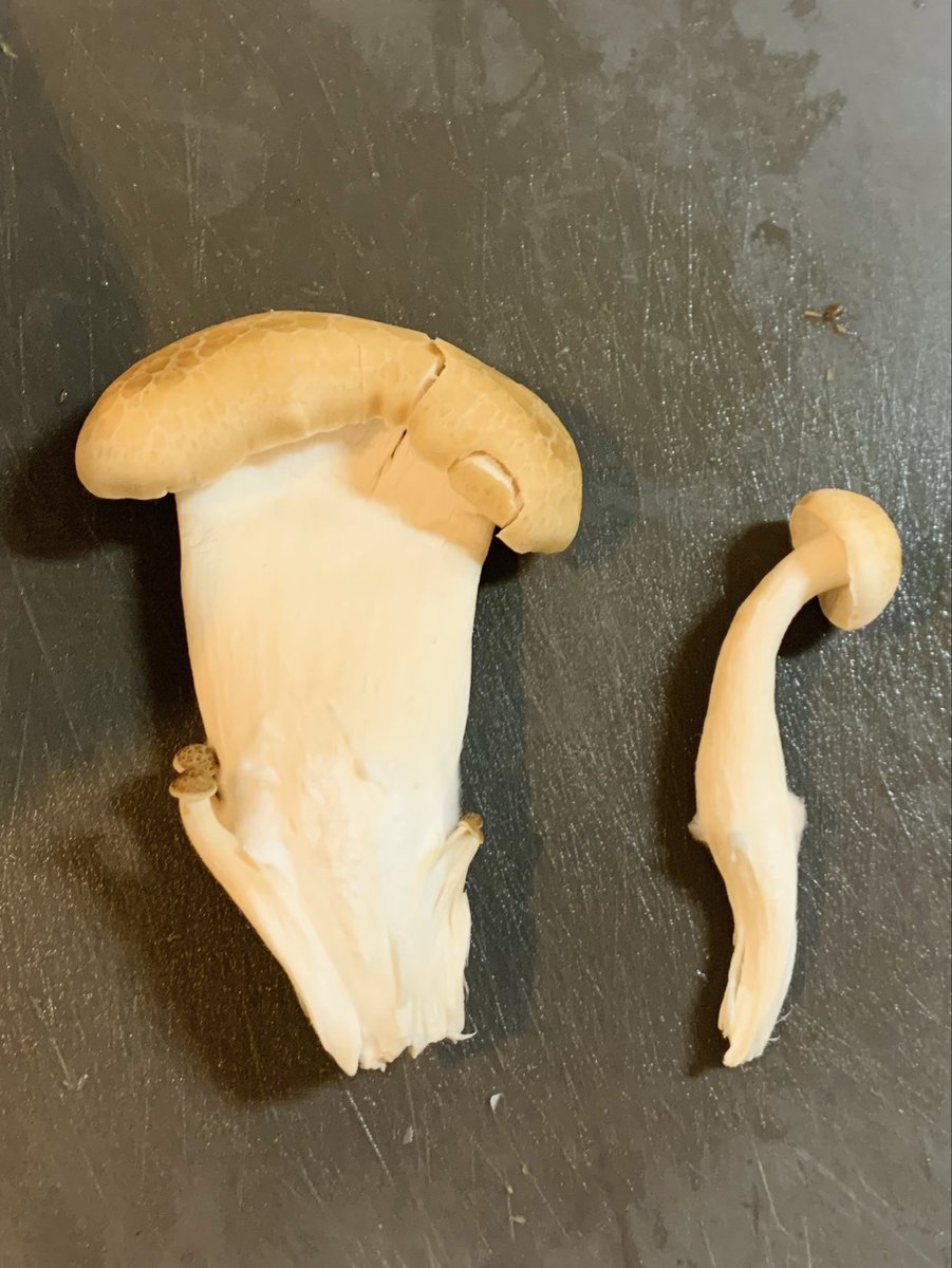 もやしめじページ ミスズライフが新たなブランドメッセージを策定！「カットぶなしめじ