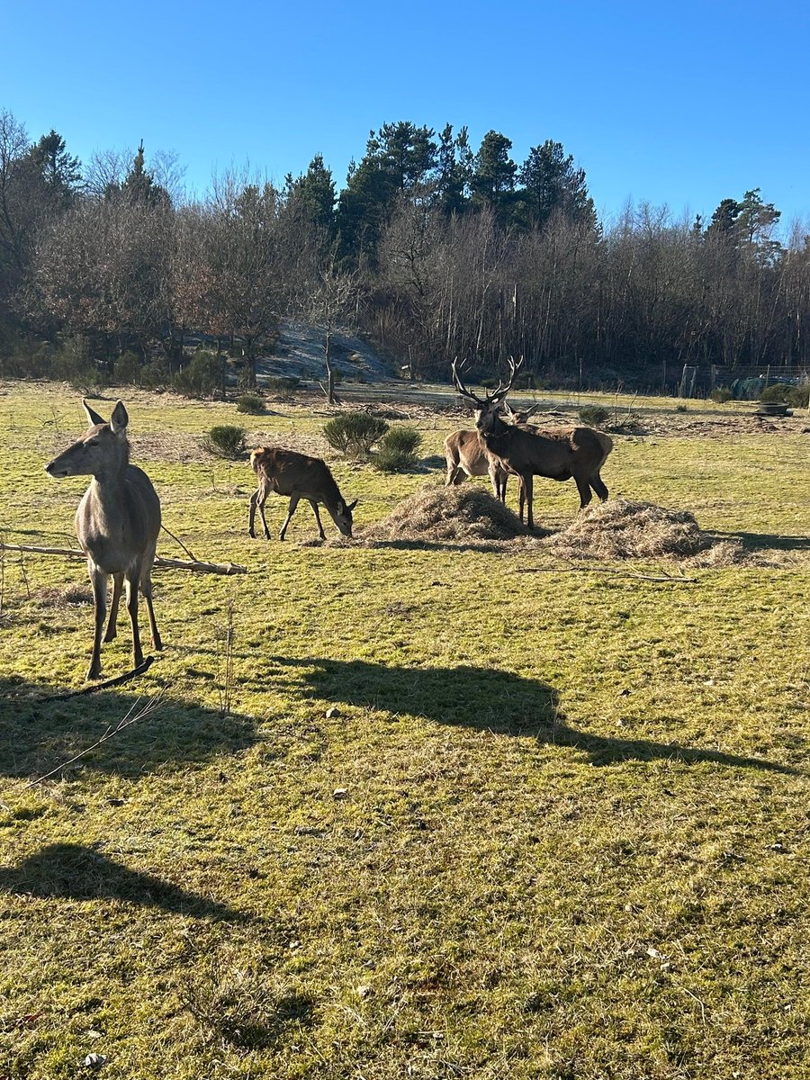Good morning😍🦌