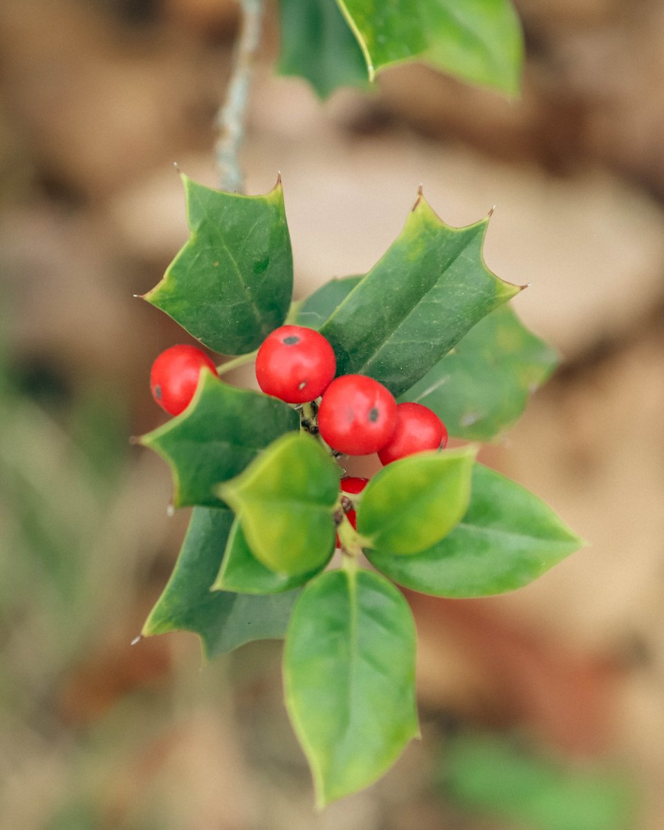 National Botanical Garden of Georgia tweet media