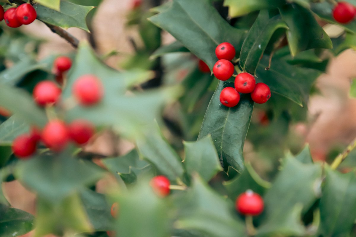 National Botanical Garden of Georgia tweet media