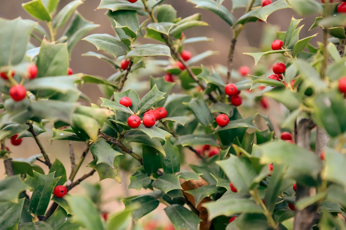 National Botanical Garden of Georgia tweet media