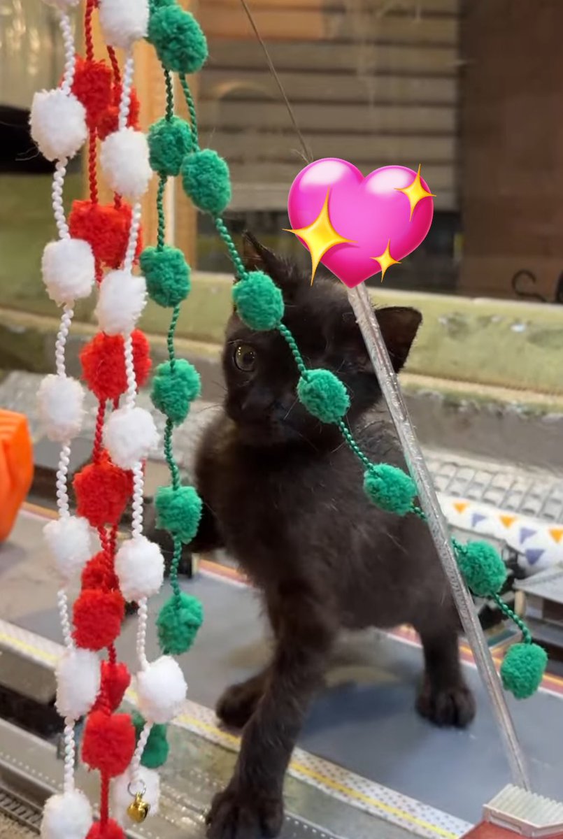 せぶんごーごー (@miikonyan7) / Posts / X