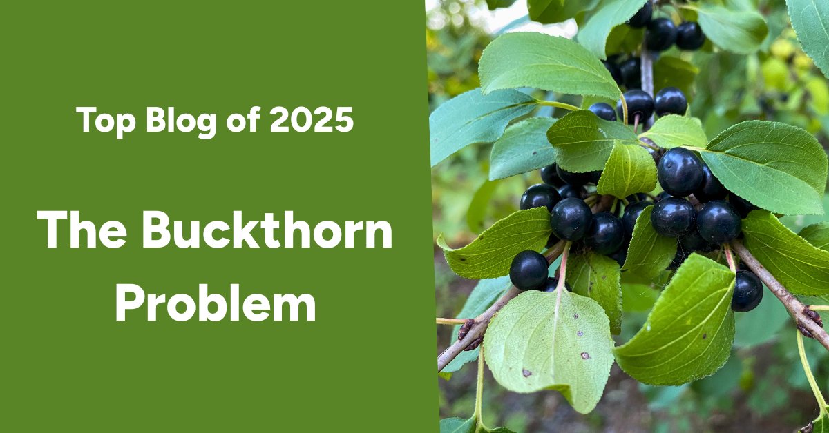 leaf's tweet image. Rounding out our top blogs from the past 3 years is a look at one of Ontario’s most invasive shrubs. If a small tree or shrub is spreading fast and crowding out native plants, it may be common buckthorn. Learn how to spot, manage and limit its spread: yourleaf.org/node/2740
