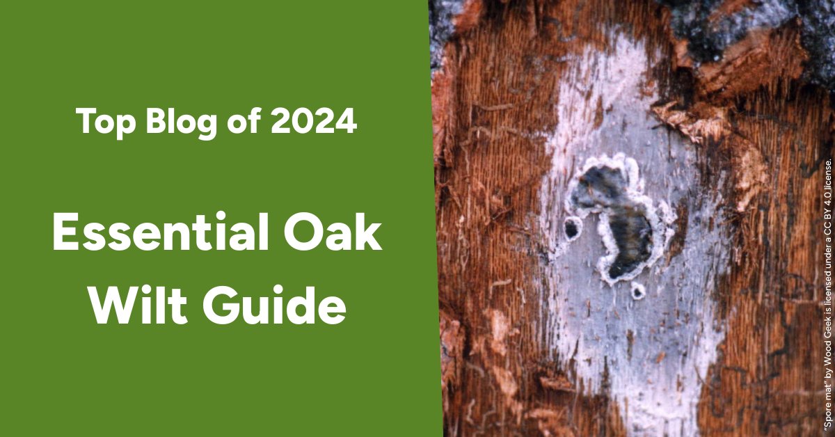 leaf's tweet image. We're highlighting our top blogs from the past 3 years, including this essential guide on Oak Wilt. Discover how this destructive invasive fungus poses a serious threat to our oak trees and learn practical steps to protect your trees. Learn more: yourleaf.org/node/2522