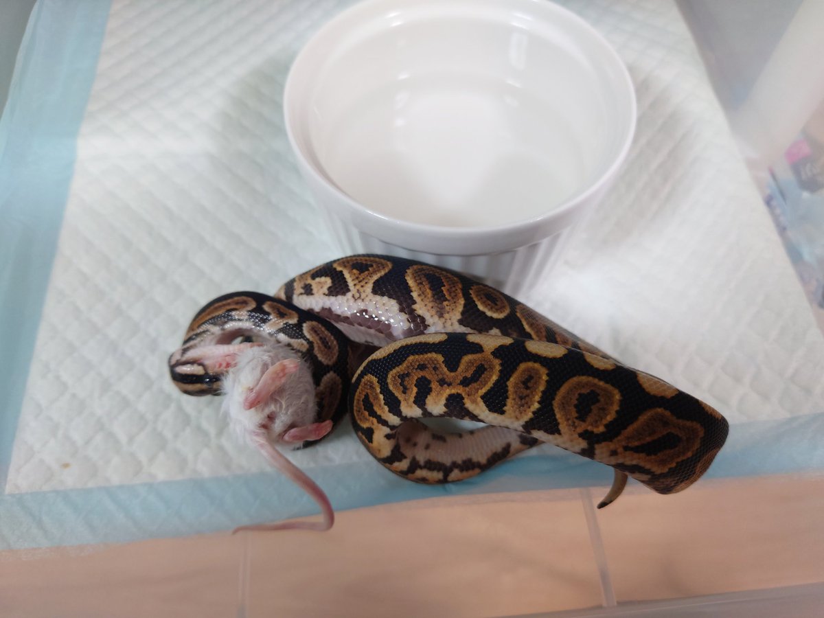 Re(Shinya) (@Shinya3969) / Posts / X