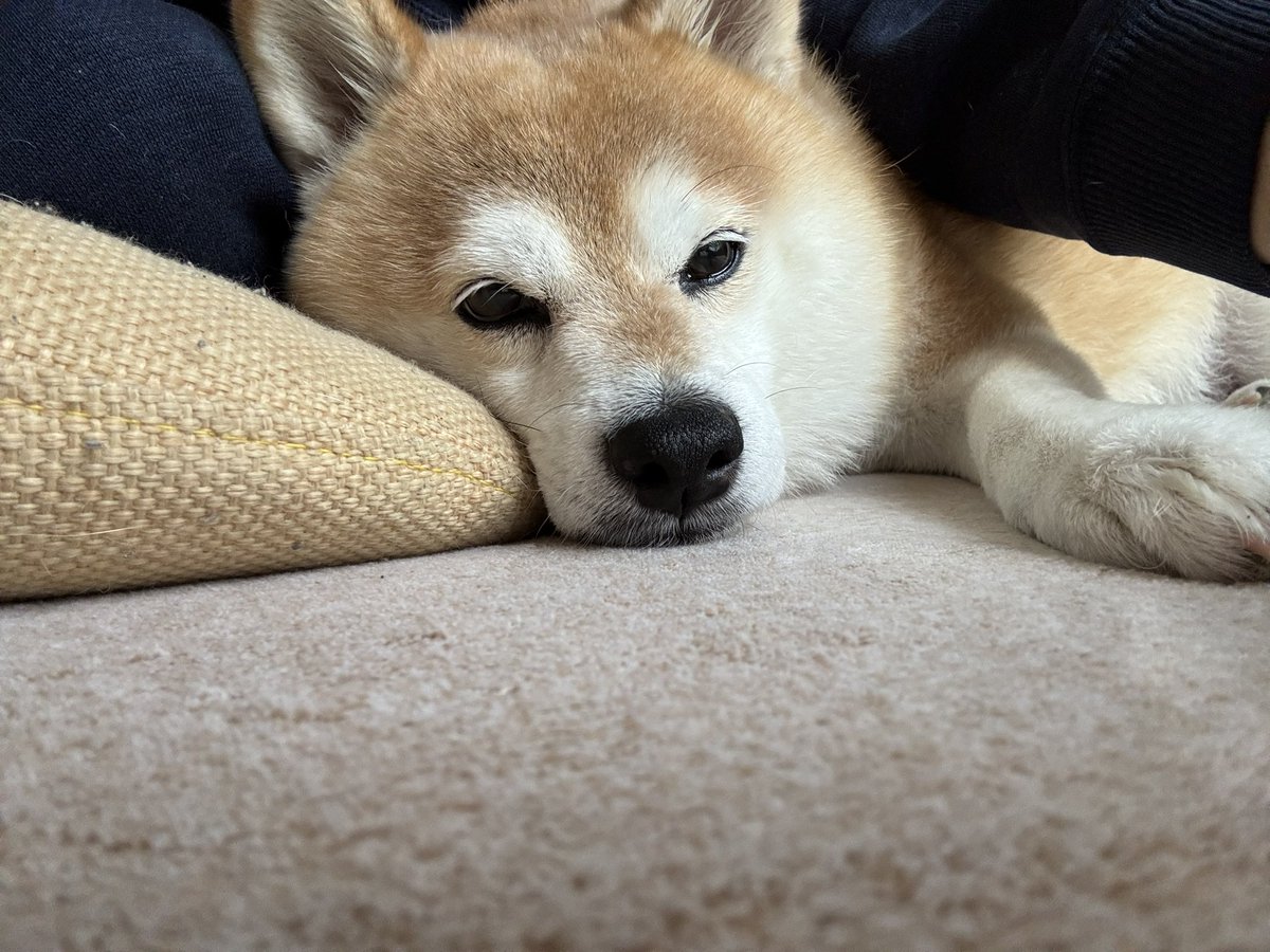 こんにちワン
ちいちゃん 瞼が重いワン
眠くなっちゃった
おやすみなさい💤
(ᵔᴥᵔ)

#柴犬
#ちいちゃん