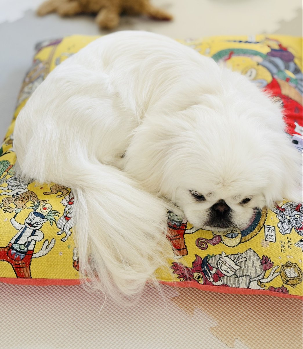 niko and…と石黒亜矢子さんのコラボの クッションを、うちのお犬に