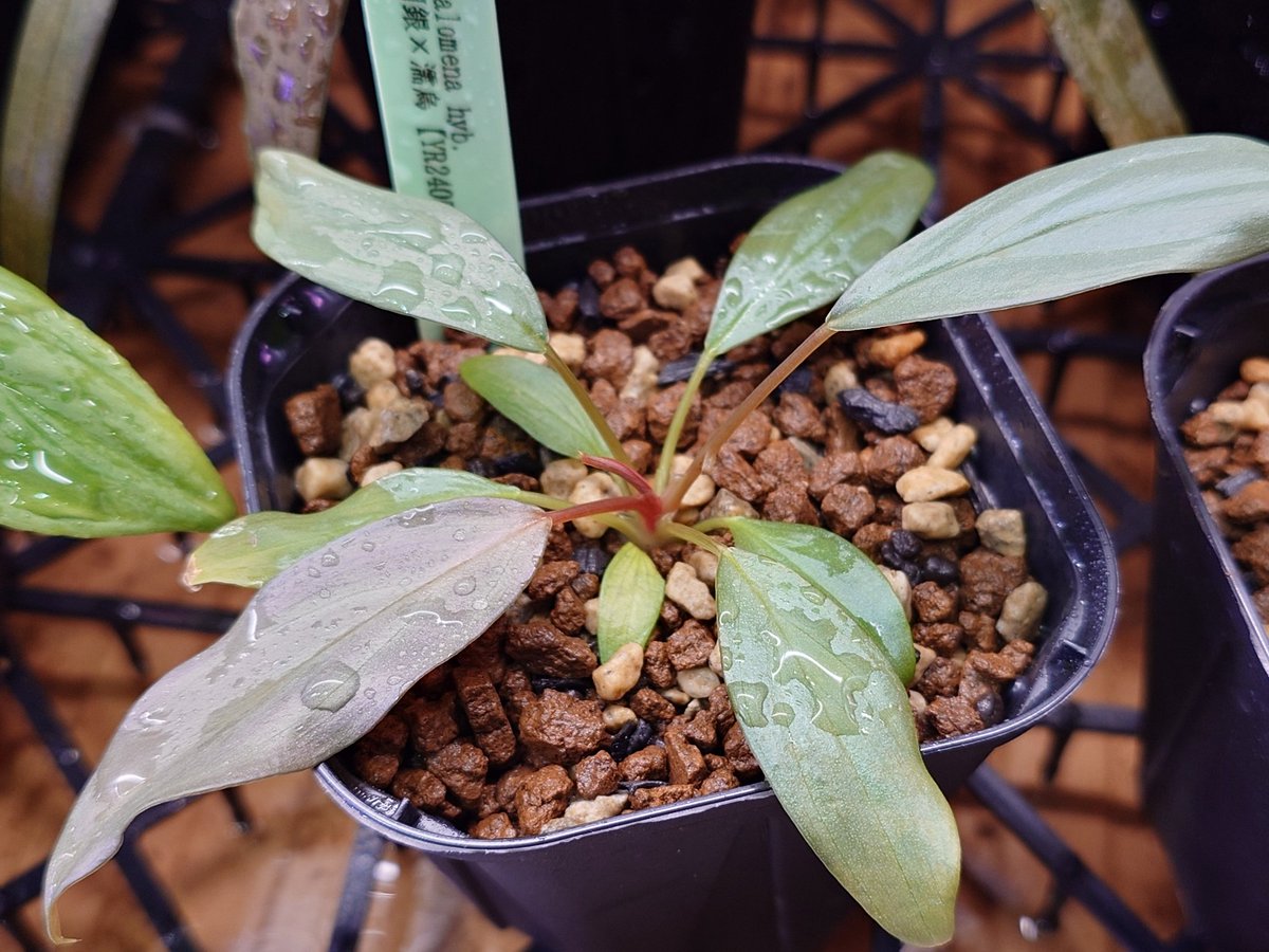 ホマロメナ激レア2種今日の20時まで！ ホマロメナ激レア2種明後日まで！