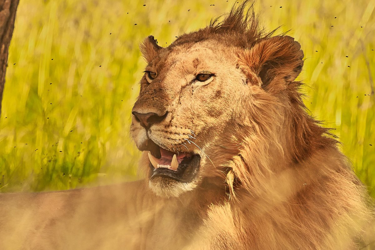 bownaankamal's tweet photo. Big cats of Masai Mara | Kenya | Photos by @bownaankamal
1.Oleku
2.Olubi
3.Osapuk
4.2/7 Topi Twisters
.
.
#africawildlife #bownaankamal #savelions #lionsofmasaimara #lions #bigcats #wildlifephotography https://t.co/XNhJWFLkBg