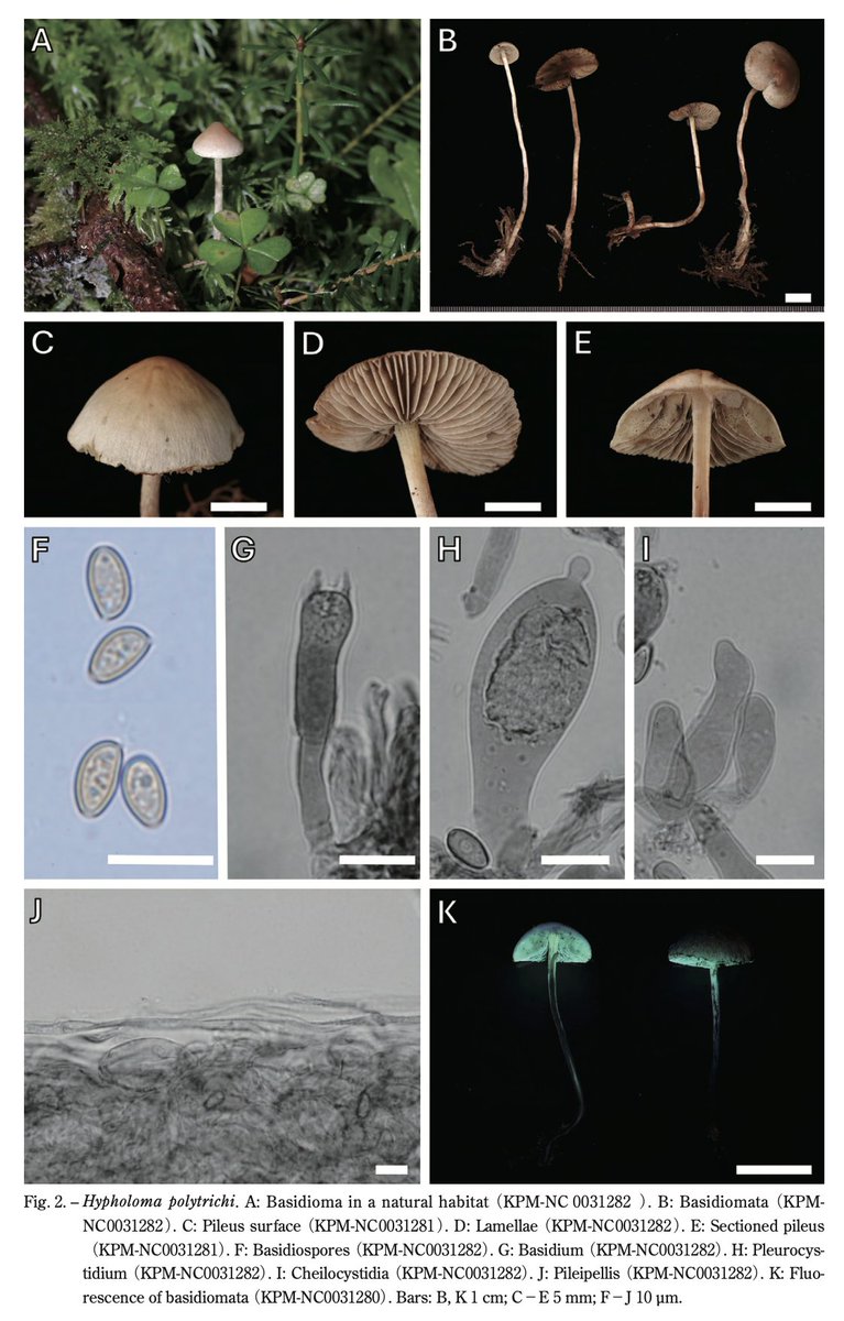 日本菌学会 (@Mycology_Japan) / Posts / X