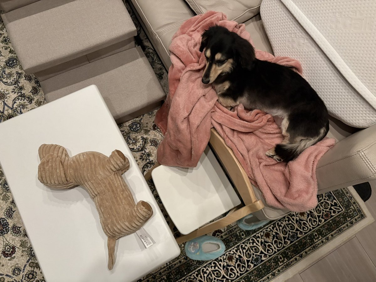 EmmmmmmmAINU's tweet photo. 🐶あたちは、ひとりで、じゅうぶん

#とある日のエマ坊
#ねんね犬
#ライバル出現 https://t.co/RHnqG0dlCX